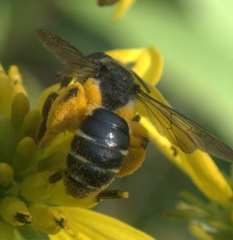 Andrena aliciae