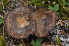 Entolomataceae