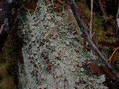 Icmadophila ericetorum