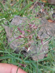 Poa