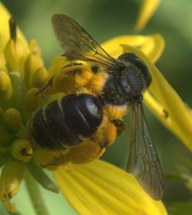 Andrena aliciae