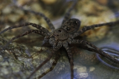 Dolomedes vittatus