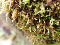 Odontoschisma denudatum