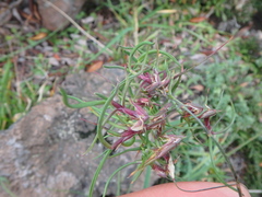 Poa