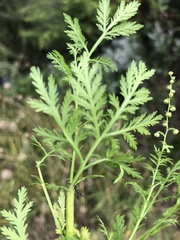 Artemisia annua