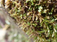 Odontoschisma denudatum