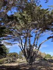 Cupressus macrocarpa