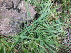 Poa