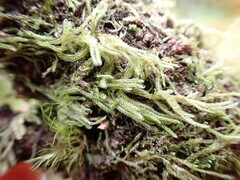 Hypnum circinale