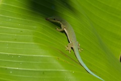 Phelsuma dubia