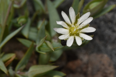 Stellaria longipes