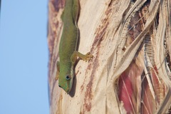 Phelsuma dubia