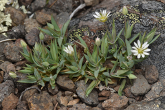 Stellaria longipes