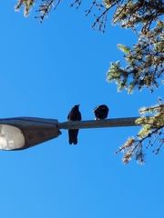 Corvus brachyrhynchos