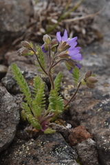 Polemonium pulcherrimum