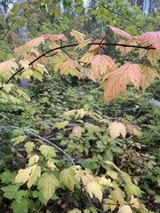 Acer glabrum douglasii