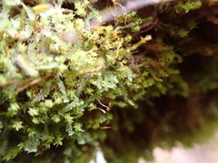 Douinia ovata