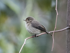 Muscicapa adusta