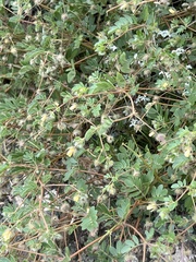 Kallstroemia parviflora