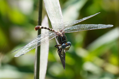 Erpetogomphus lampropeltis