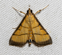 Cnaphalocrocis