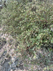 Kallstroemia parviflora