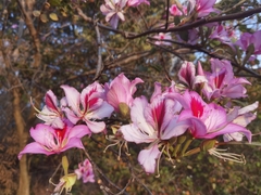 Bauhinia variegata