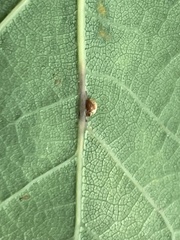 Neuroterus anthracinus