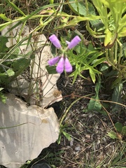 Physostegia virginiana