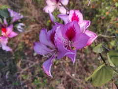 Bauhinia variegata