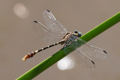 Erpetogomphus lampropeltis