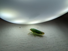 Gyponana