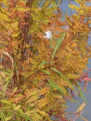 Symphyotrichum boreale