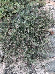 Acleisanthes longiflora