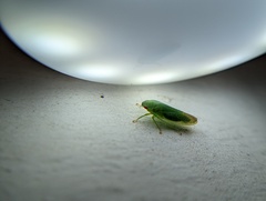 Gyponana