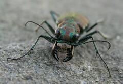 Cicindela limbalis
