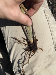 Coleataenia rigidula