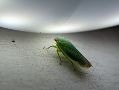 Gyponana