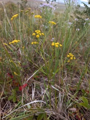 Bupleurum scorzonerifolium