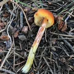 Hygrocybe