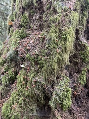 Dicranum fuscescens