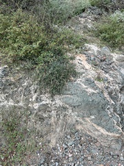 Acleisanthes longiflora