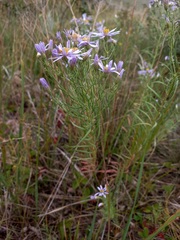 Galatella dahurica