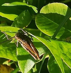 Chorthippus biguttulus