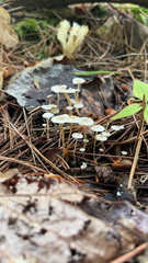 Strobilurus trullisatus