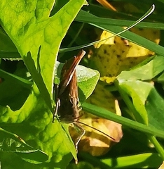 Chorthippus biguttulus