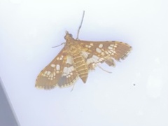 Sameodes cancellalis