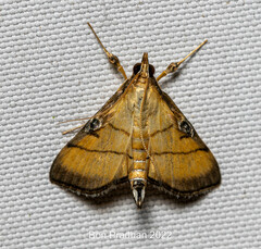 Cnaphalocrocis