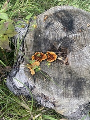 Gloeophyllum sepiarium