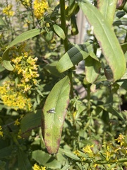 Brachycera